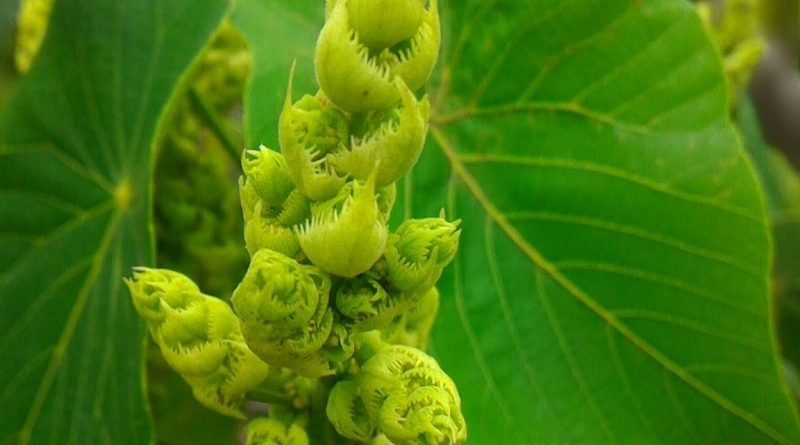 血桐 Macaranga tanarius - Green Touch 香港常見樹木園藝生活