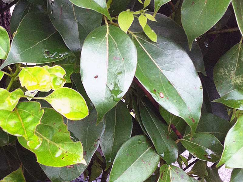 樟樹 Cinnamomum camphora - Green Touch 香港常見樹木園藝生活