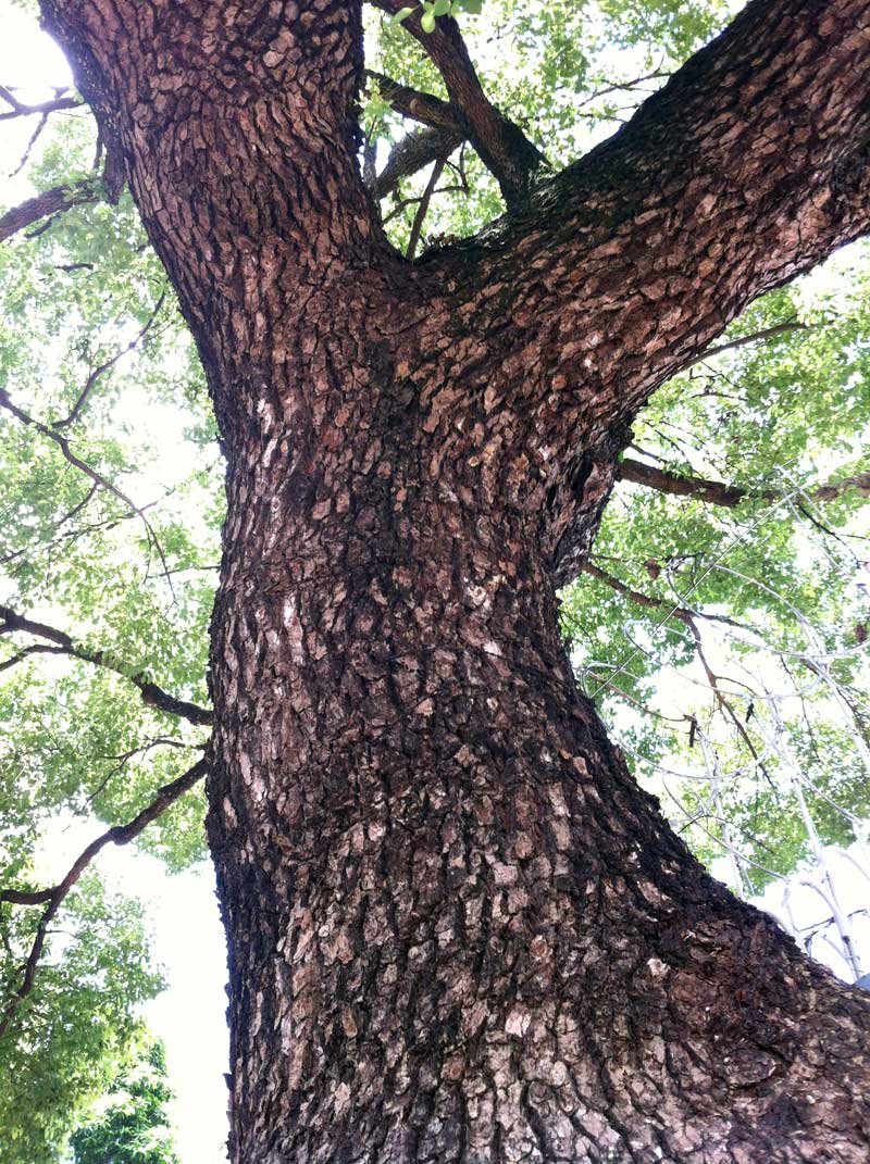 樟樹 Cinnamomum camphora - Green Touch 香港常見樹木園藝生活