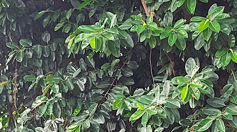 印度橡樹 Ficus elastica - Green Touch 香港常見樹木園藝生活