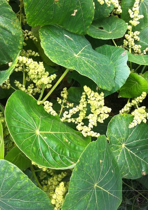 血桐 Macaranga tanarius - Green Touch 香港常見樹木園藝生活