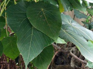 血桐 Macaranga tanarius - Green Touch 香港常見樹木園藝生活