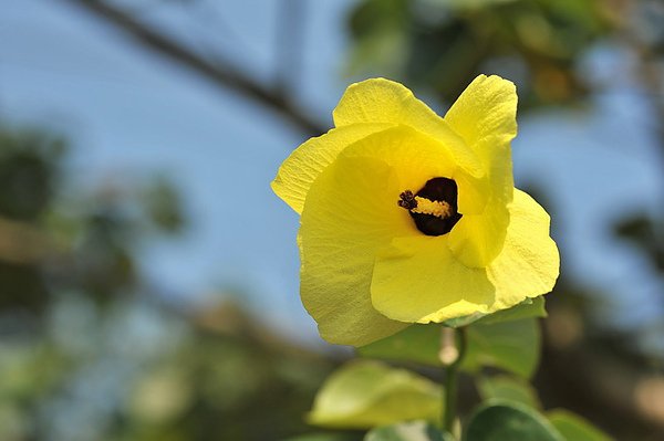 黃槿 Hibiscus tiliaceus - Green Touch 香港常見樹木園藝生活