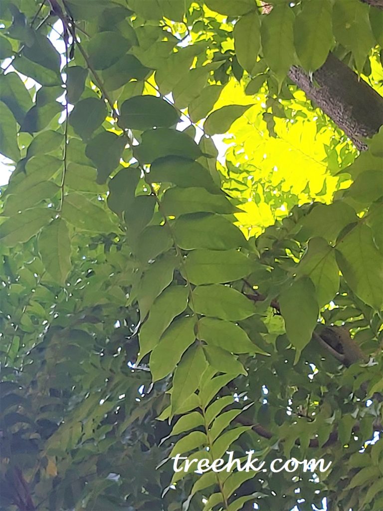 麻楝 Chukrasia tabularis - Green Touch 香港常見樹木園藝生活