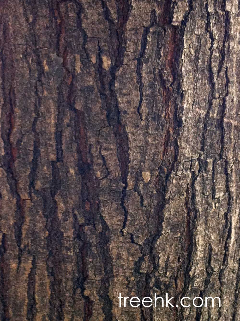 麻楝 Chukrasia tabularis - Green Touch 香港常見樹木園藝生活