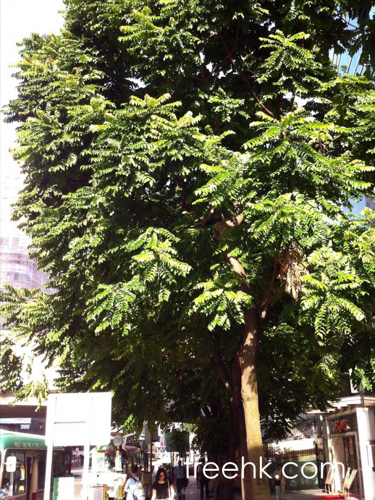 麻楝 Chukrasia tabularis - Green Touch 香港常見樹木園藝生活