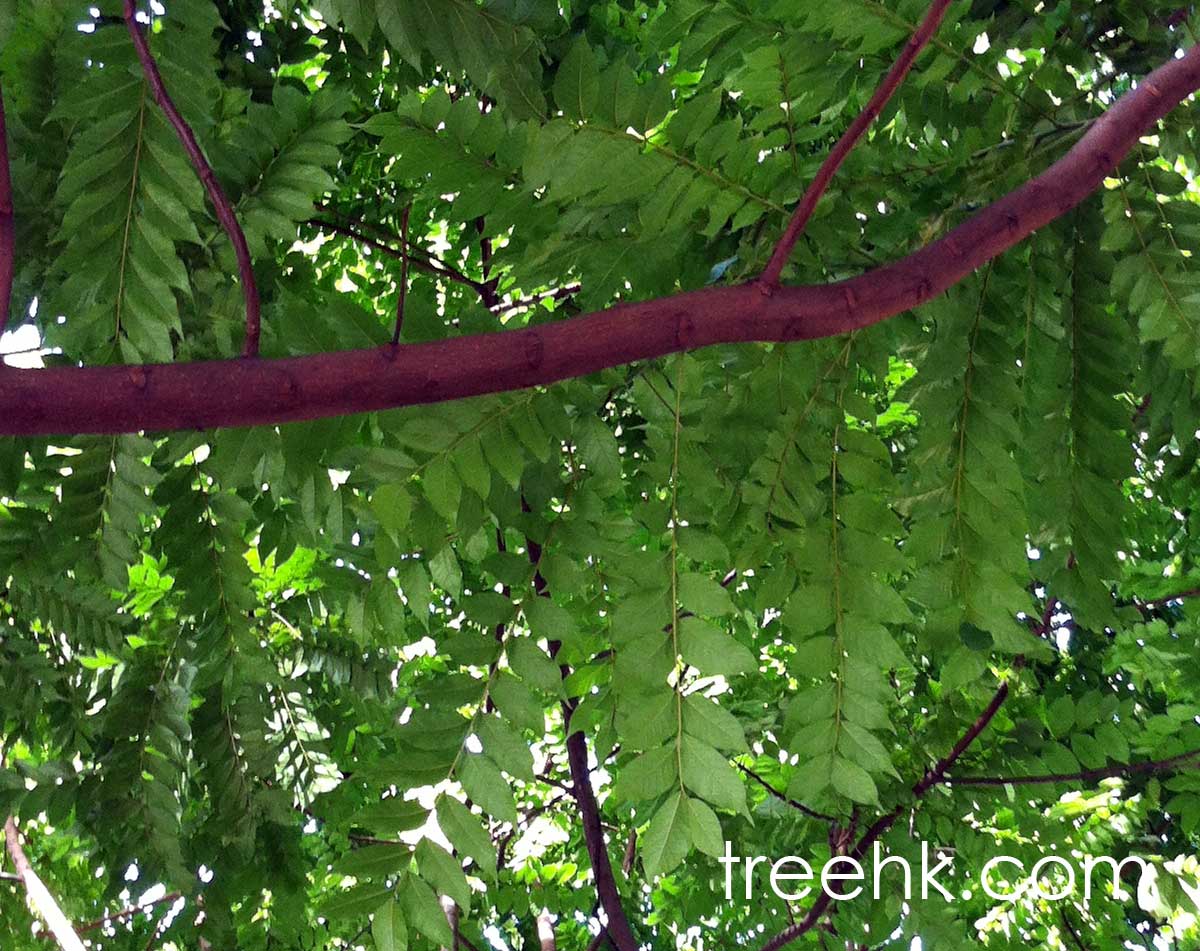 麻楝 Chukrasia tabularis - Green Touch 香港常見樹木園藝生活
