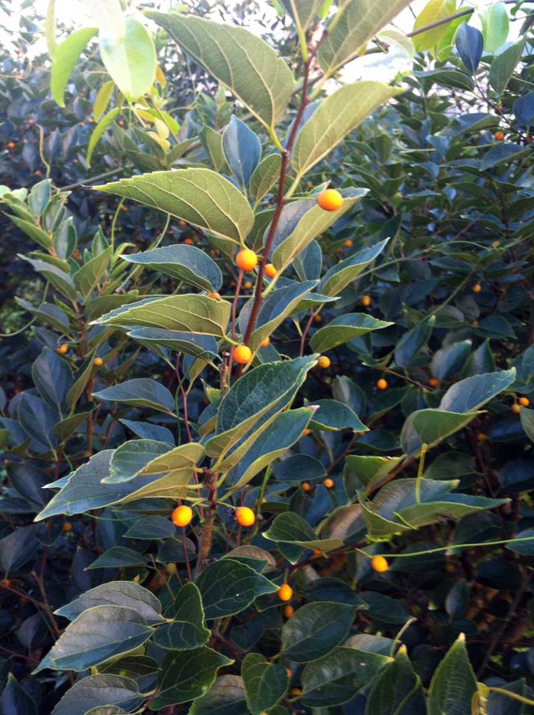 朴樹 Celtis sinensis - Green Touch 香港常見樹木園藝生活