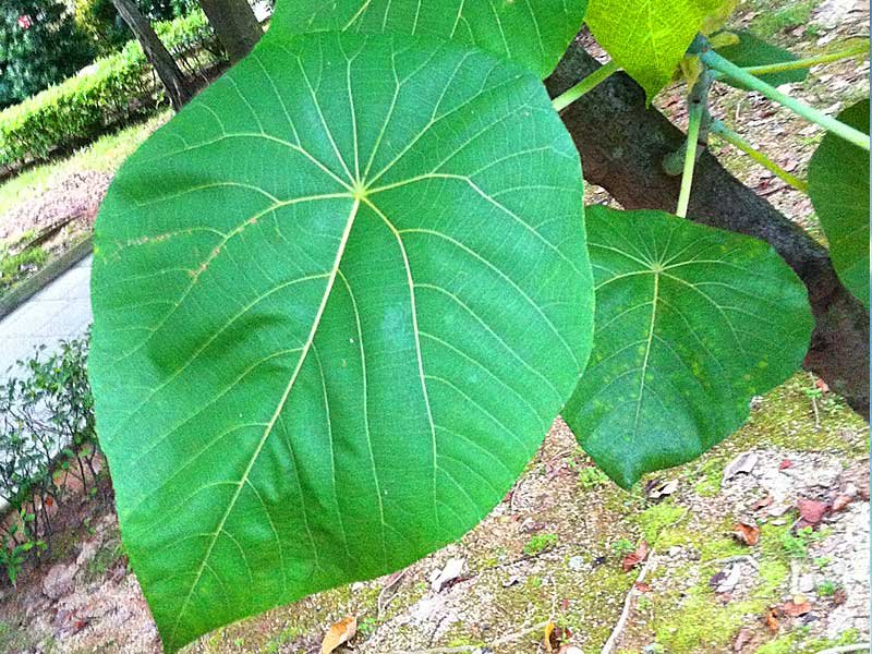血桐 Macaranga tanarius - Green Touch 香港常見樹木園藝生活