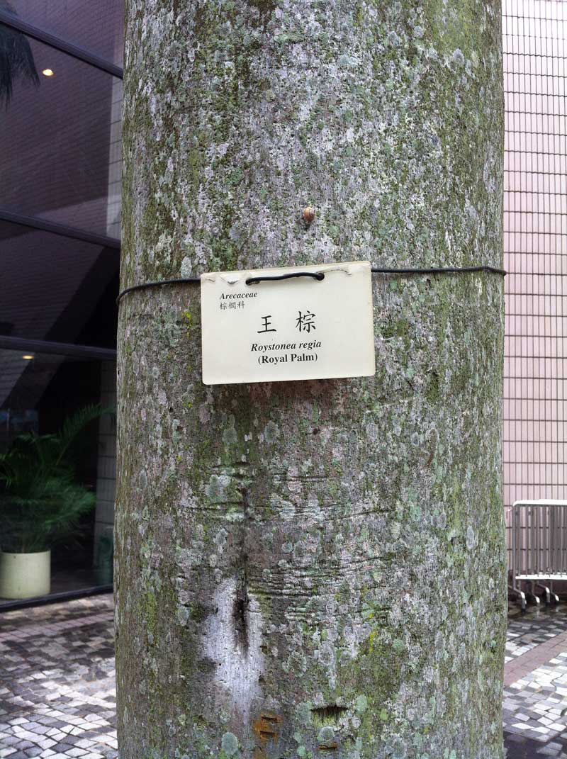 王棕 Roystonea regia - Green Touch 香港常見樹木園藝生活