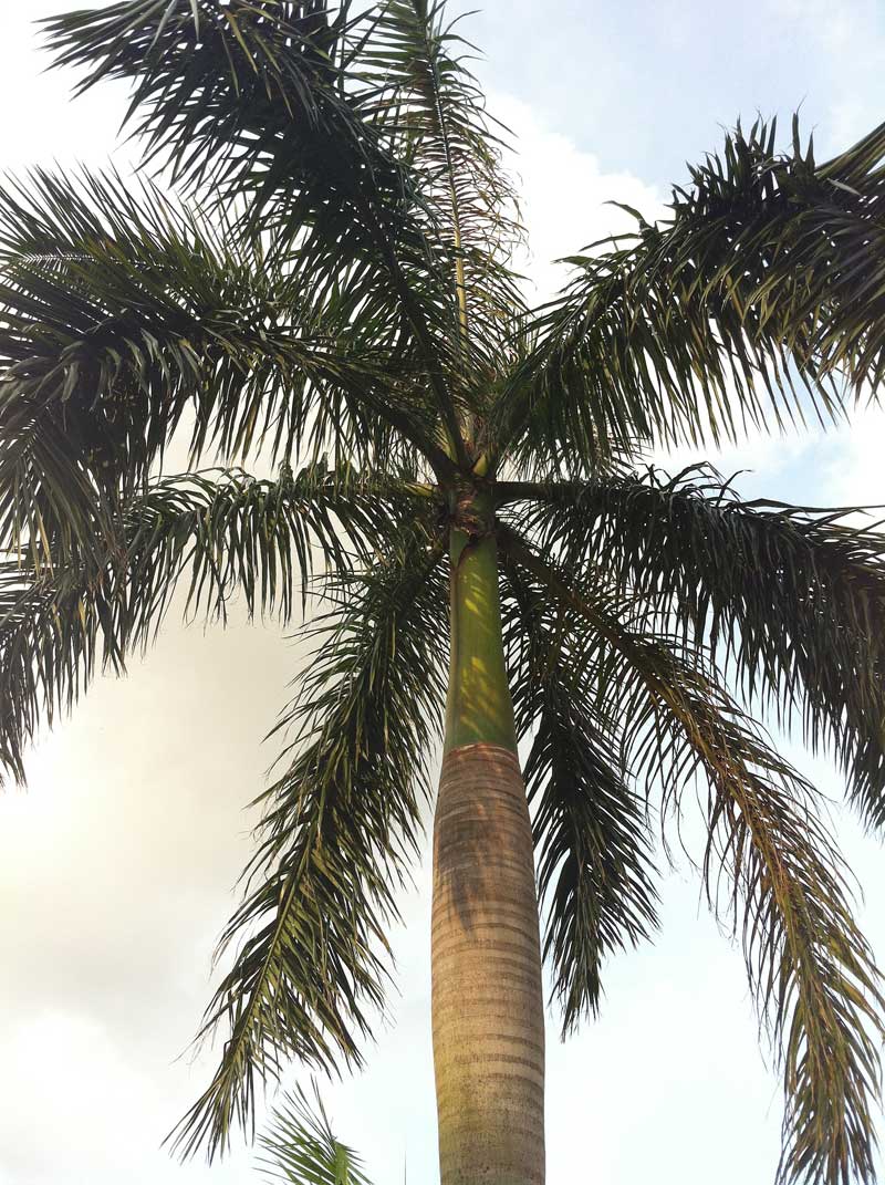 王棕 Roystonea regia - Green Touch 香港常見樹木園藝生活