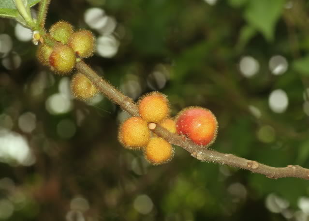 粗葉榕 Ficus hirta - Green Touch 香港常見樹木園藝生活