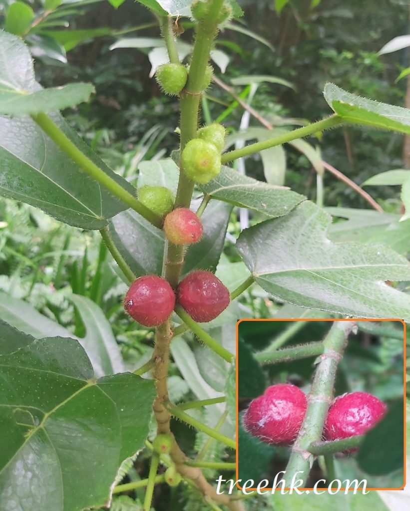 粗葉榕 Ficus hirta - Green Touch 香港常見樹木園藝生活