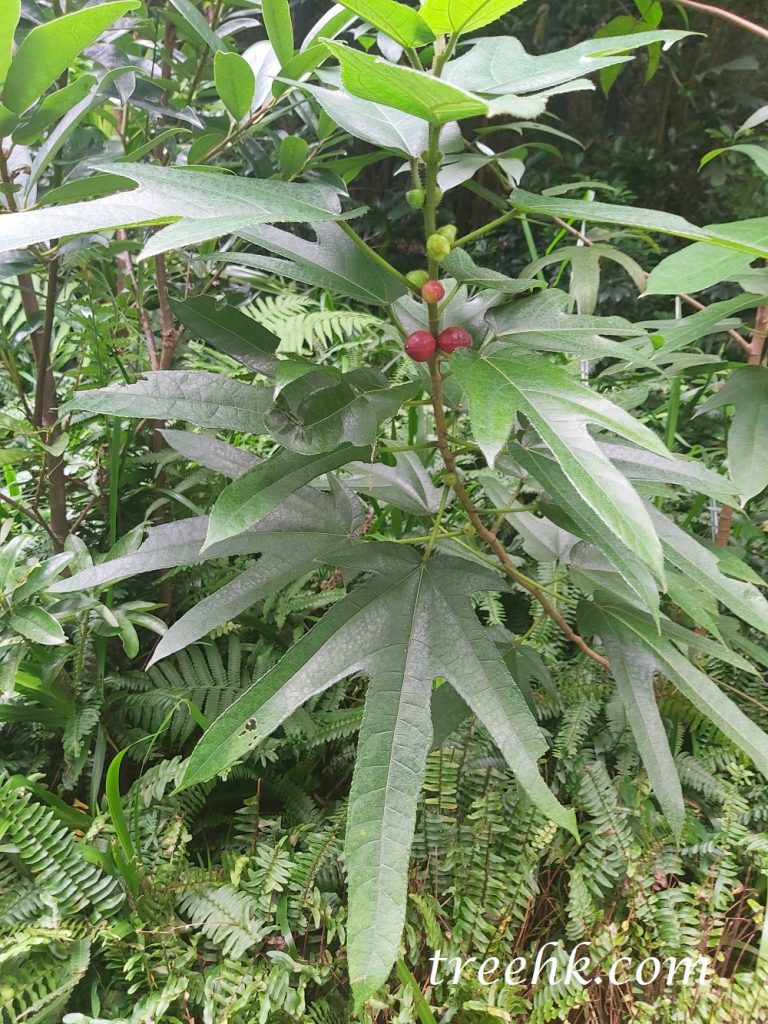 粗葉榕 Ficus hirta - Green Touch 香港常見樹木園藝生活