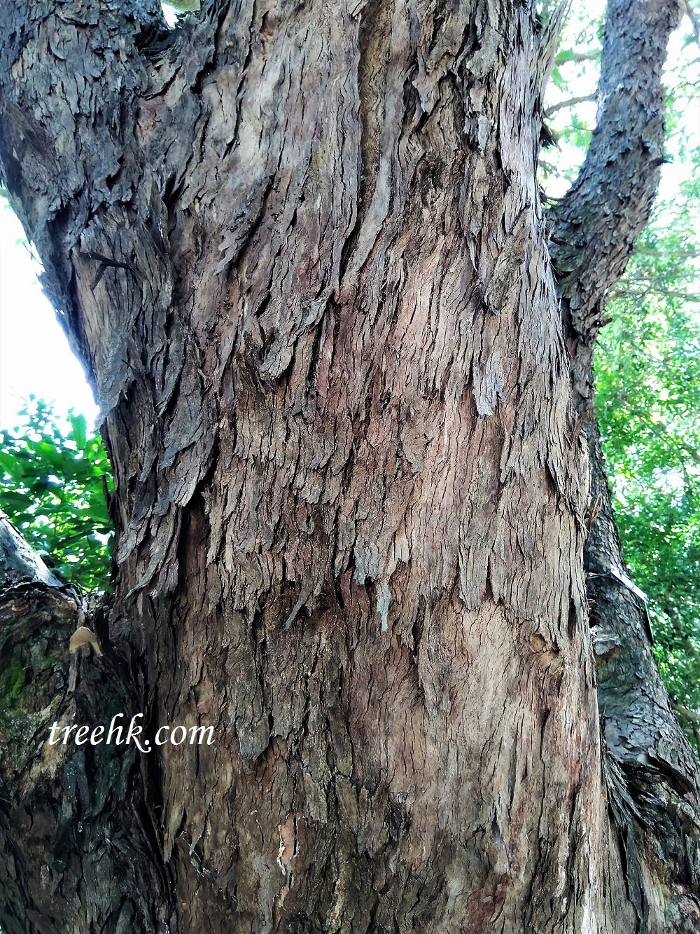紅膠木 Lophostemon confertus - Green Touch 香港常見樹木園藝生活