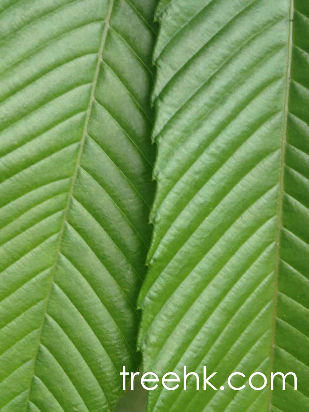 火山榕 Ficus microcarpa var. crassifolia - Green Touch 香港常見樹木園藝生活