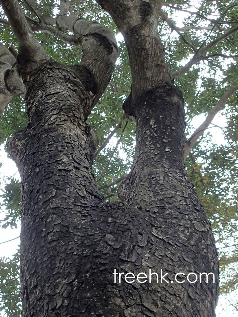 火山榕 Ficus microcarpa var. crassifolia - Green Touch 香港常見樹木園藝生活