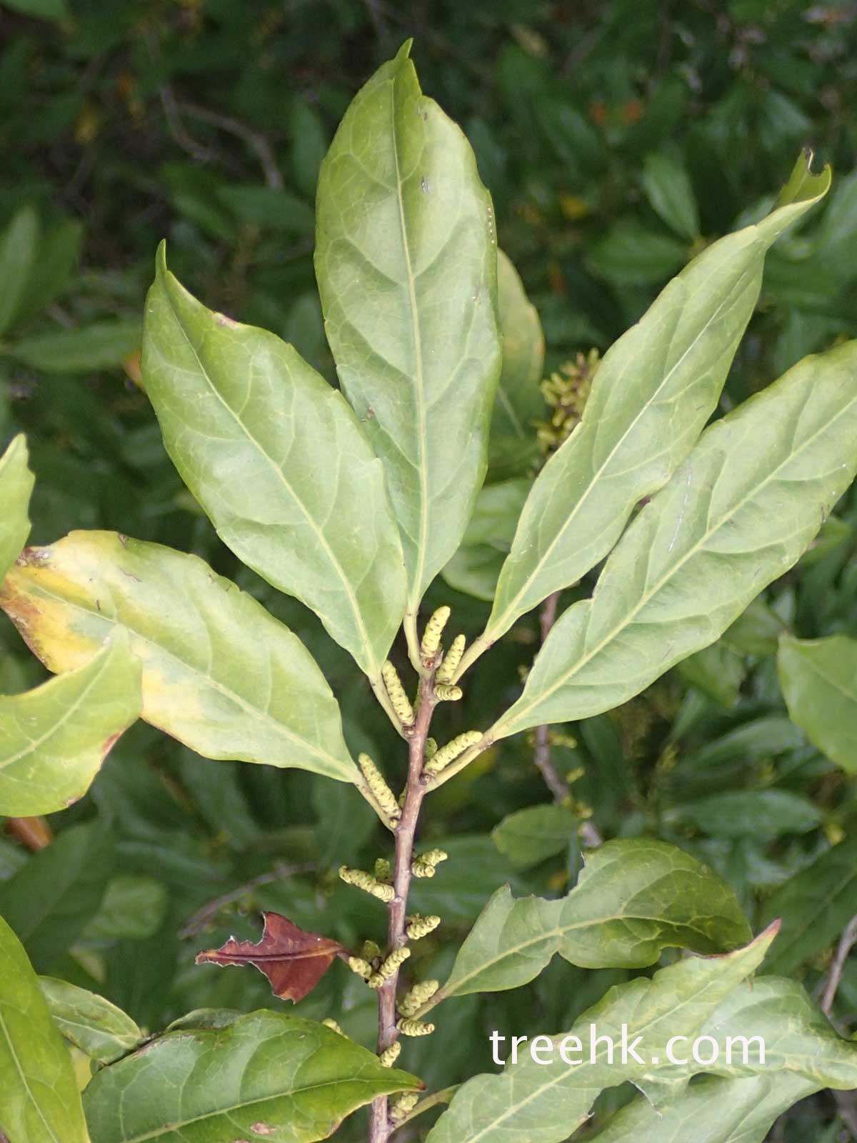 樟樹 Cinnamomum camphora - Green Touch 香港常見樹木園藝生活