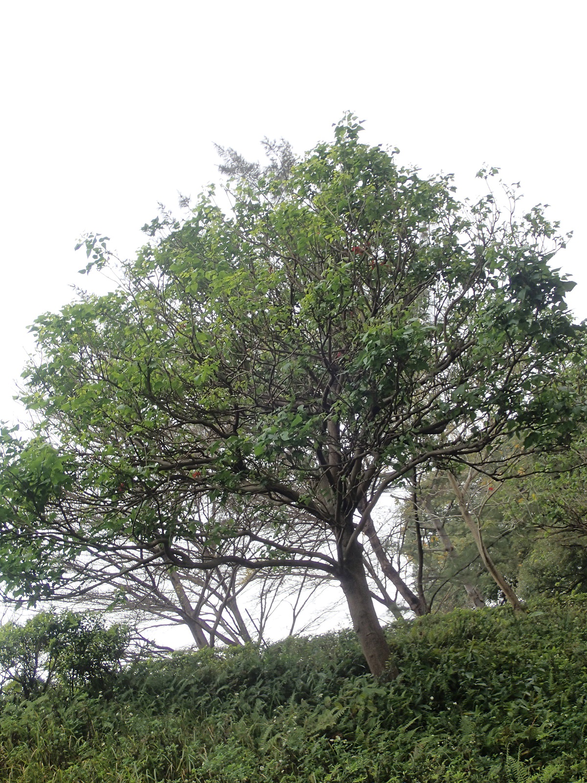 火山榕 Ficus microcarpa var. crassifolia - Green Touch 香港常見樹木園藝生活