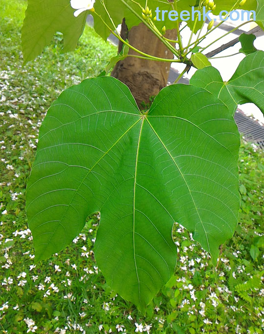 千年桐花 Vernicia montana - Green Touch 香港常見樹木園藝生活
