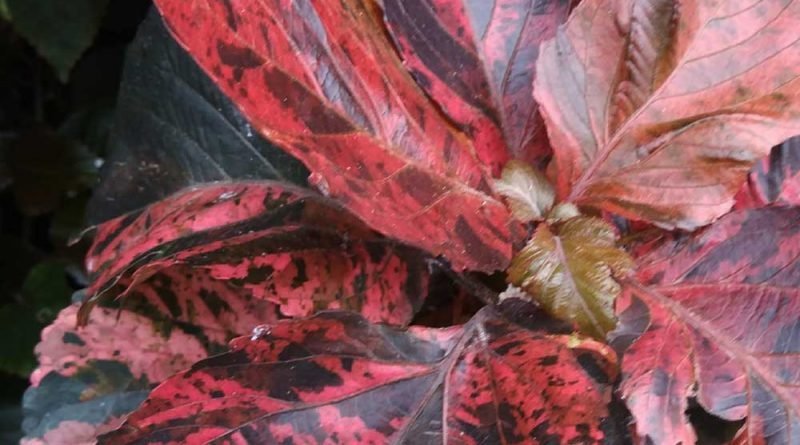 紅桑 Acalypha wilkesiana - Green Touch 香港常見樹木園藝生活