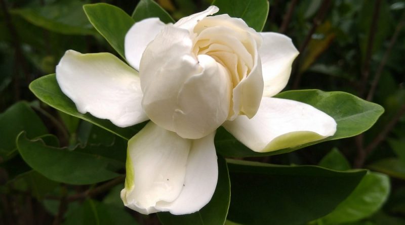 白蟾 Gardenia jasminoides var. fortuniana - Green Touch 香港常見樹木園藝生活