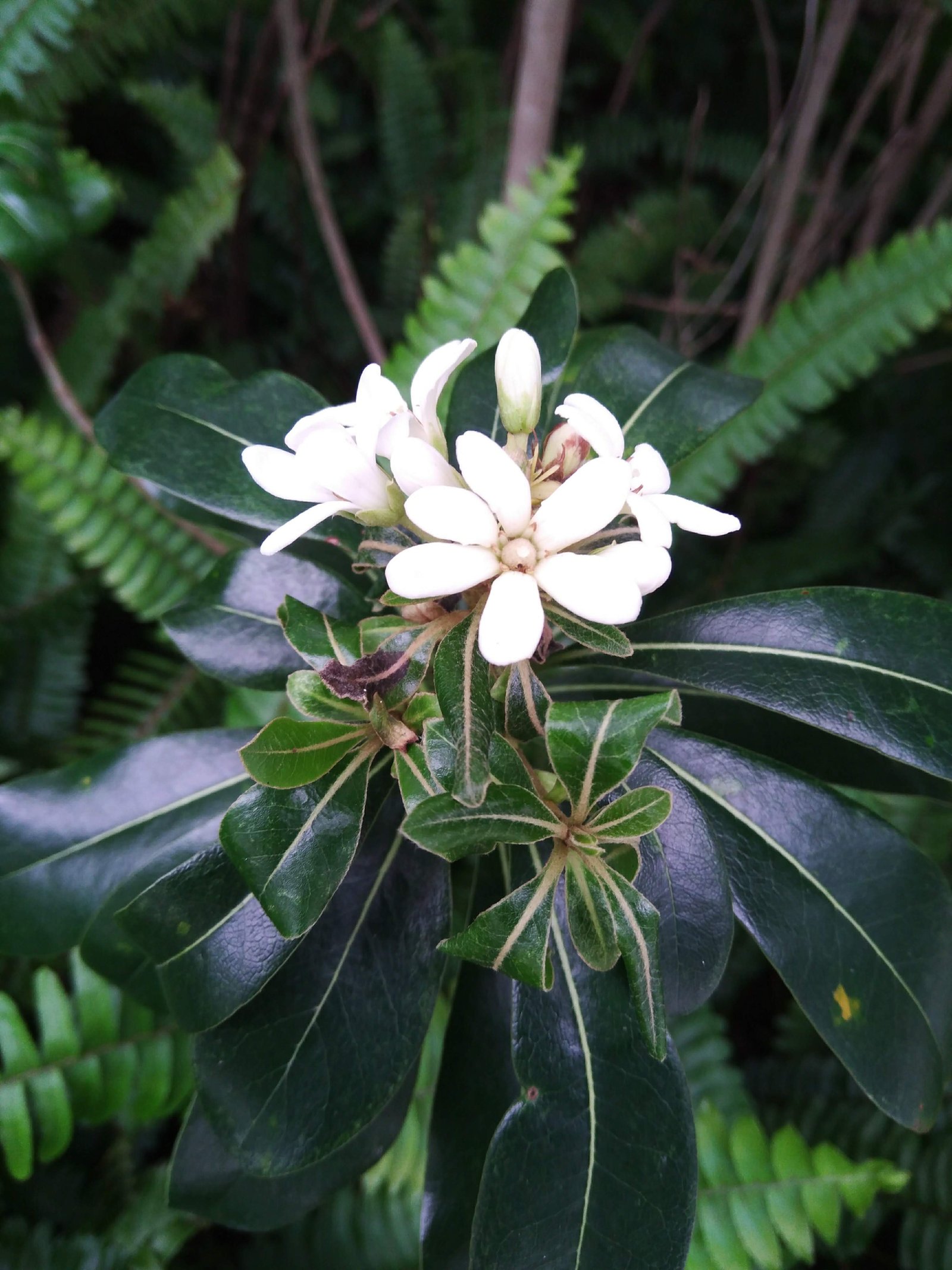 海桐 Pittosporum tobira Ait - Green Touch 香港常見樹木園藝生活