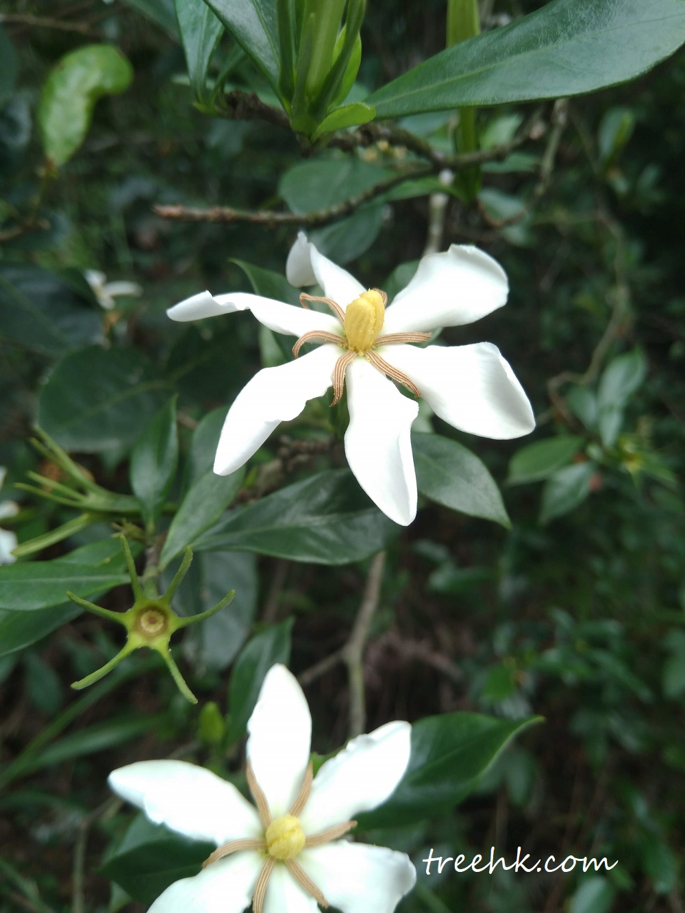 梔子 Gardenia jasminoides Ellis - Green Touch 香港常見樹木園藝生活