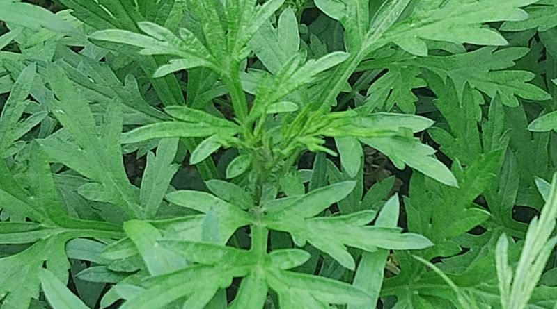 艾葉 Artemisia argyi Levl. et Vaniot. - Green Touch 香港常見樹木園藝生活