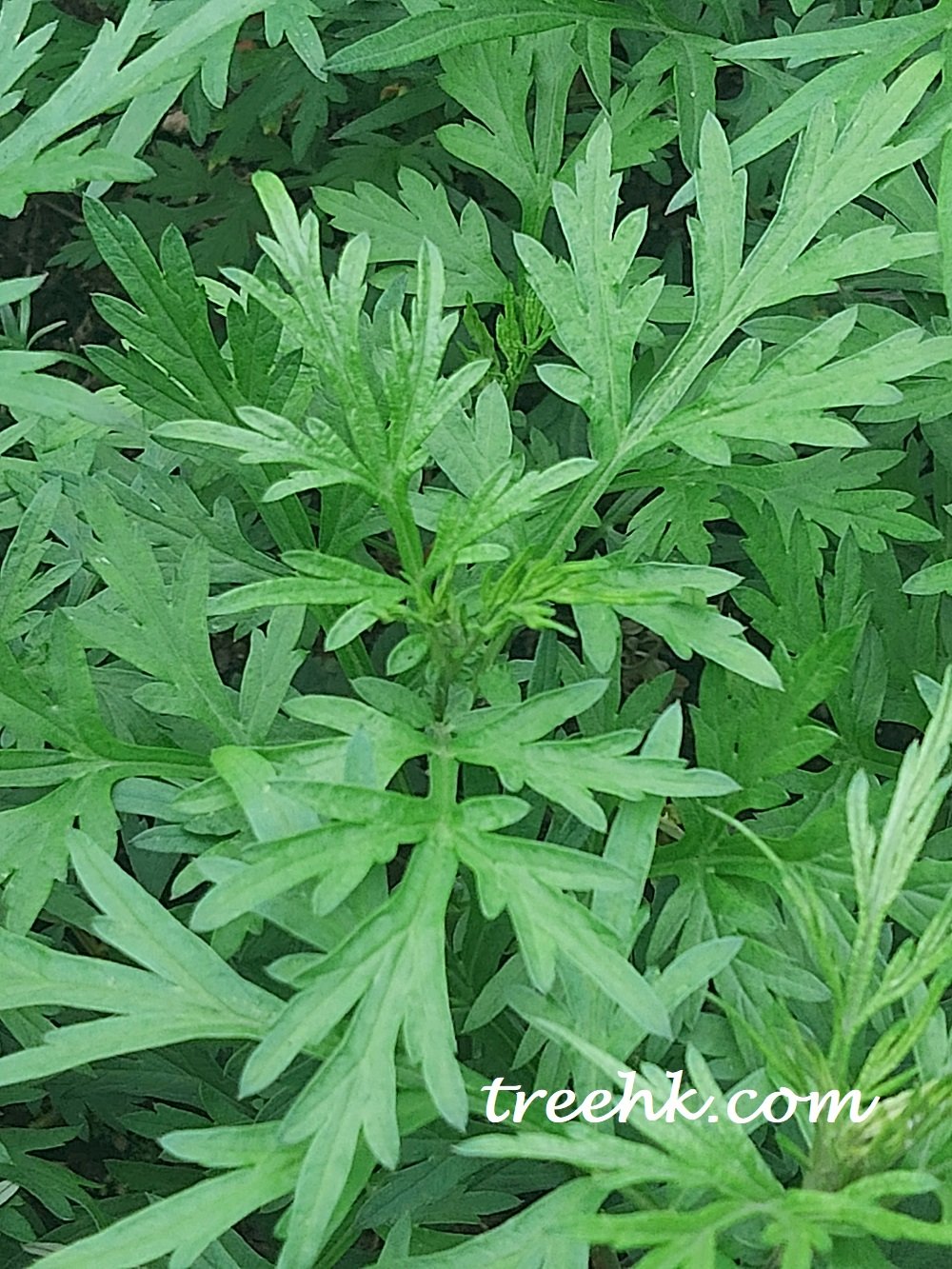 艾葉 Artemisia argyi Levl. et Vaniot. - Green Touch 香港常見樹木園藝生活