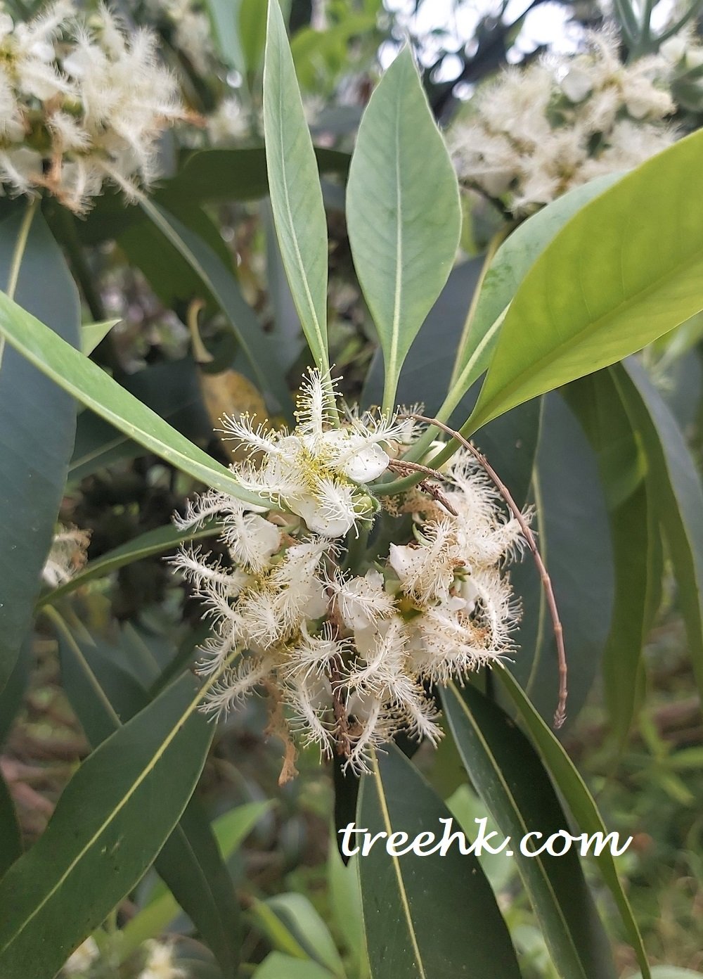 紅膠木花朵是怎麼樣? - Green Touch 香港常見樹木園藝生活