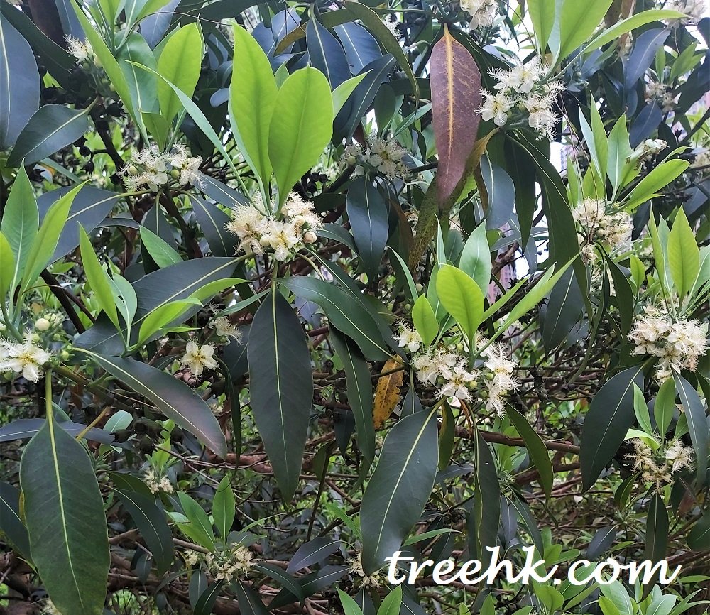 紅膠木花朵是怎麼樣? - Green Touch 香港常見樹木園藝生活