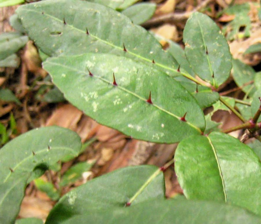 兩面針 Zanthoxylum nitidum - Green Touch 香港常見樹木園藝生活