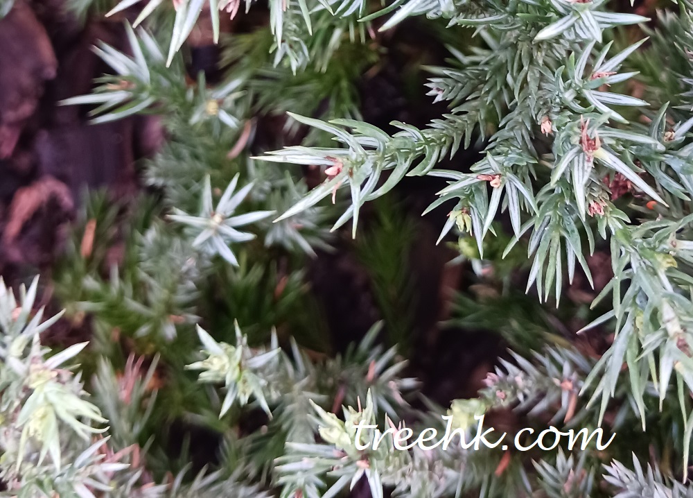匍匐刺柏 Juniperus procumbens - Green Touch 香港常見樹木園藝生活
