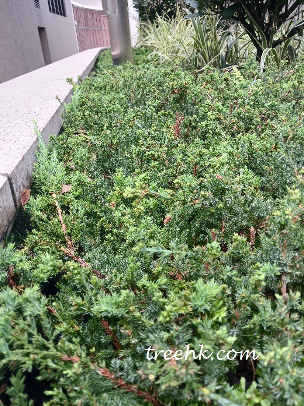 匍匐刺柏 Juniperus procumbens - Green Touch 香港常見樹木園藝生活