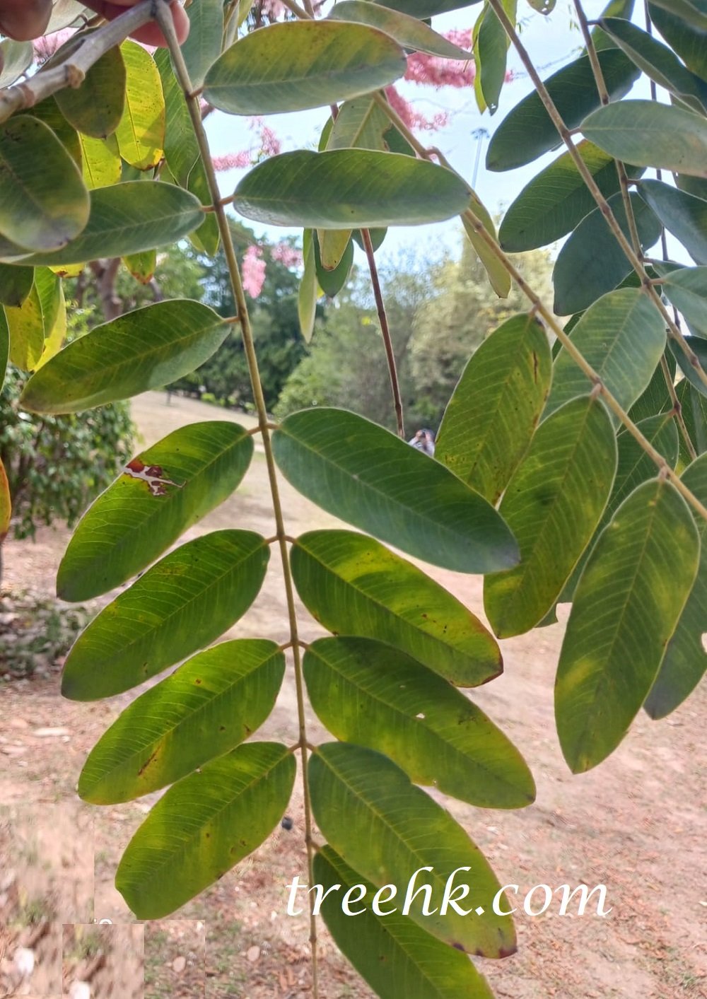 花旗木 Cassia bakeriana - Green Touch 香港常見樹木園藝生活