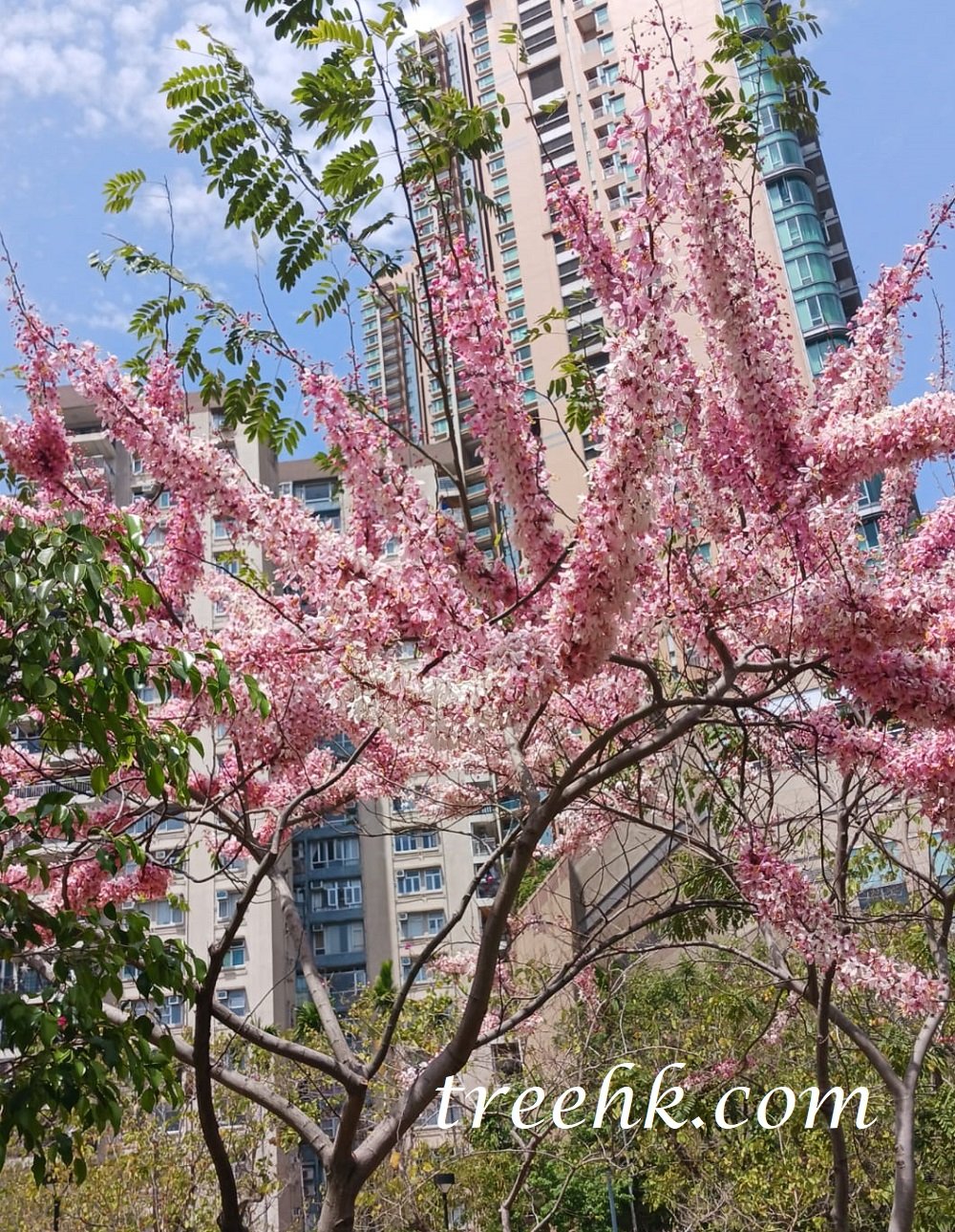 花旗木 Cassia bakeriana - Green Touch 香港常見樹木園藝生活